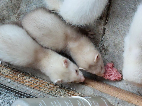 Sandy/champagne kits 2 for &pound;60