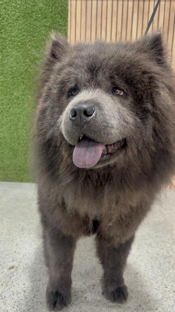 Blue/lilac chow chow stud