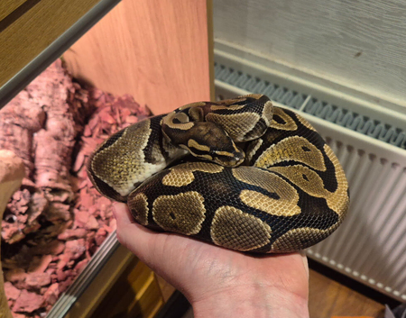 Royal Python female with full viv set up