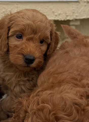 Lovely Cavapoos