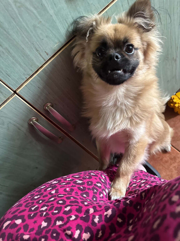 Adorable Male Pomeranian Cross Pug