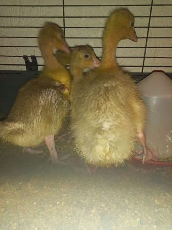 Goslings