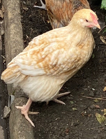 Rooster