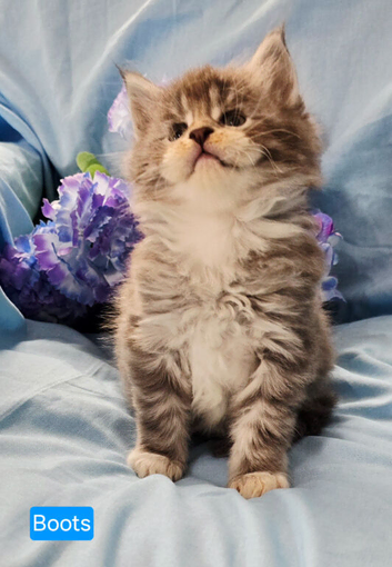 Mainecoon kittens ready now
