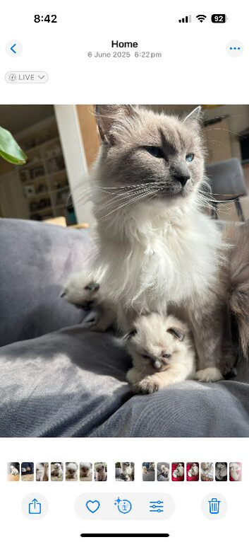 Sweet and cuddly Ragdoll kittens