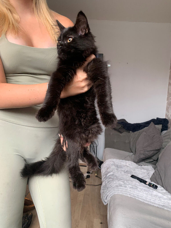 Maine coon boy.