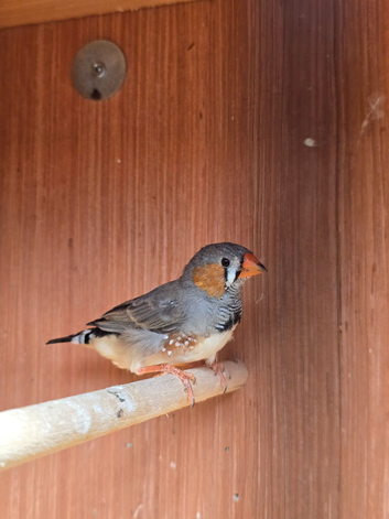 2 x Male Wild Type Zebra Finch