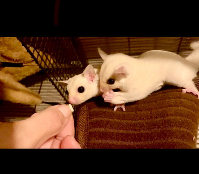 Baby sugar glider boys