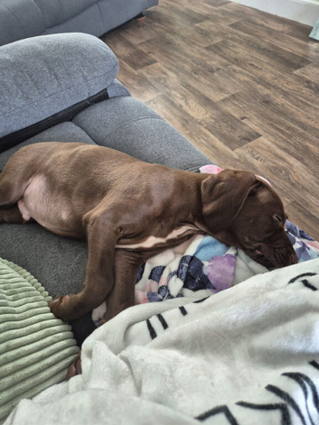 12 week puppy