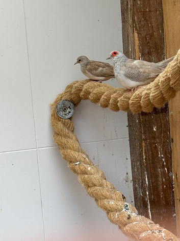 Diamond doves