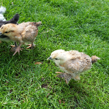 Silkie hybrid and Pekin Bantam chicks 7 for &pound;70.