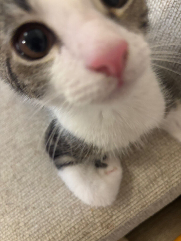 Tabby kitten
