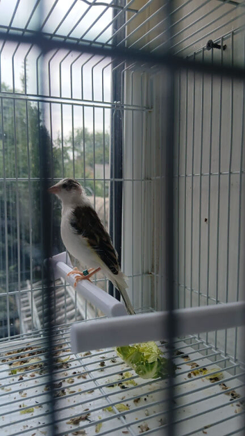 (BABY) Goldfinch mules