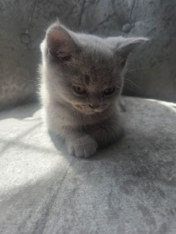 British shorthair kittens