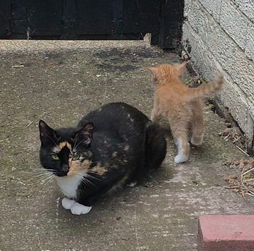 3 kittens