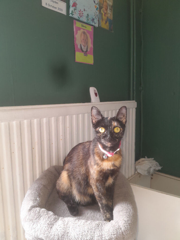 Beautiful 2 year old female looking for a loving home