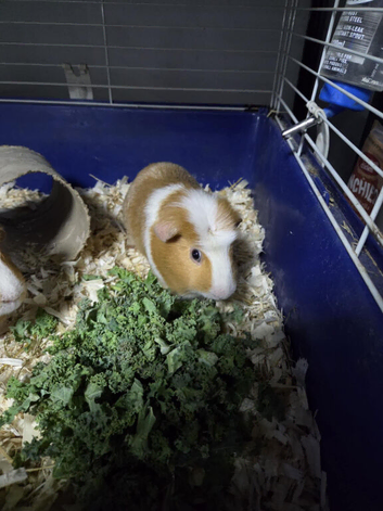 2 male guinea pigs