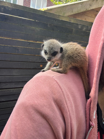 Baby meerkats