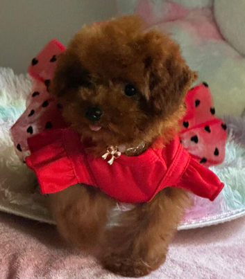 Asian tiny deep red poodle girl 10month