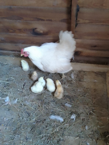 Broody hen and 6 chicks