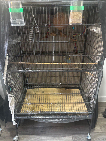 Budgie cage