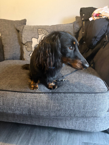 2 year old male