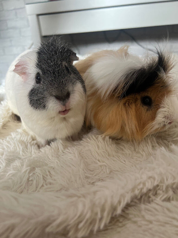 2 Guinea pigs cage included