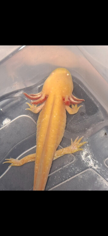 Axolotls for sale collection only