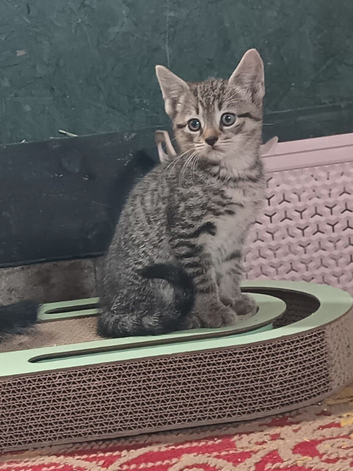 LAST Bengal kitten REDUCED