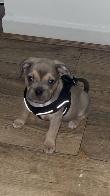 Staffie cross frug