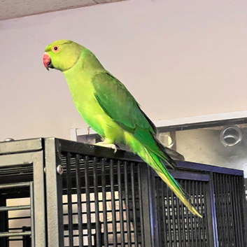 Stunning young Indian ringnick parrot