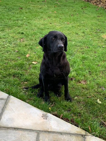 8YR Labrador - Roxy