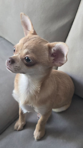 KC Fawn Girl