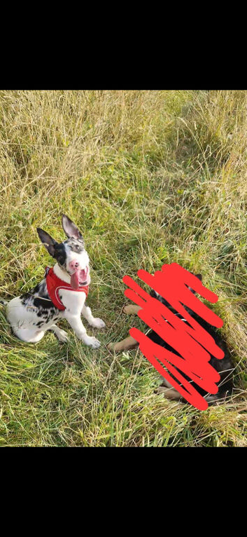 Staffy Crossed Female