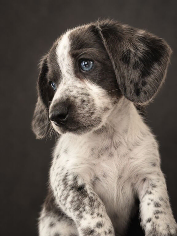 Blu dashund cross