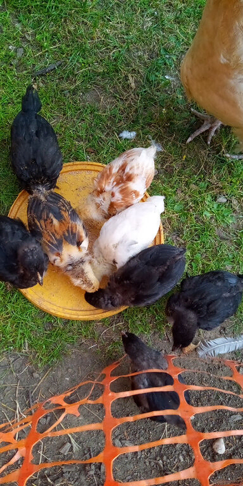 Mixed Maran chicks 5wks old