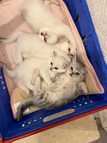 2 male & 2 female kittens for sale