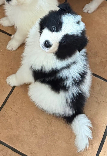 Samoyed x husky