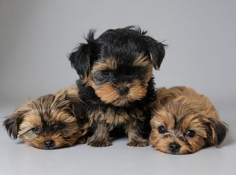 Exceptional Litter of Yorkie-Tzu Puppies &ndash; Champion Bloodlines