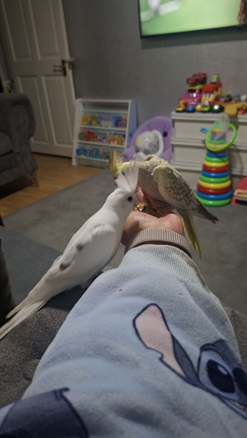Two bonded cockatiels