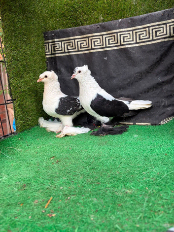 Fancy pigeons pair