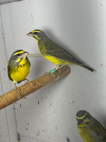 Green Singers