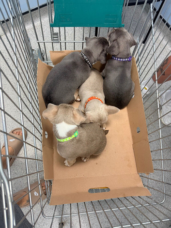 5 beautiful fluffy carrying puppies ready to go now