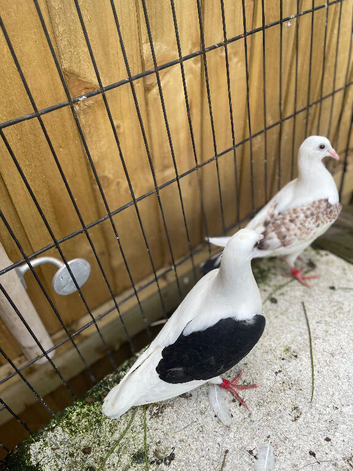Nice colour racing pigeons for sale in Birmingham