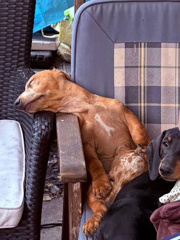 Standard dachshund puppies.