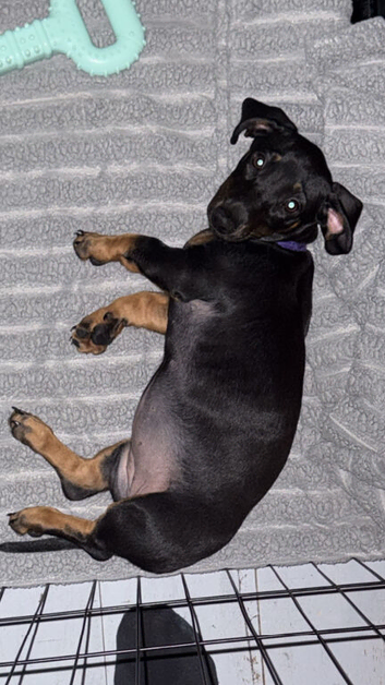Dachshund puppy&rsquo;s ready now/vaccinated last girl left