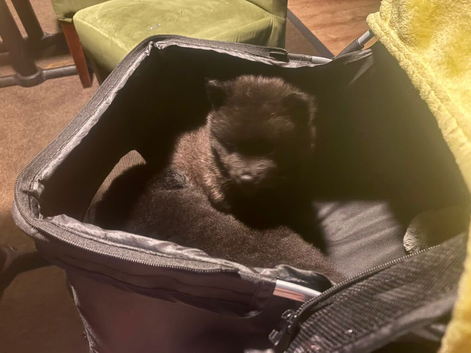 Chow chow