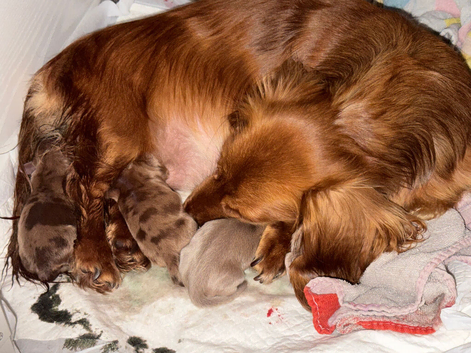 Miniature dachshund puppies Long haired