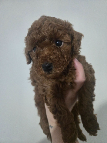 Mini poodle