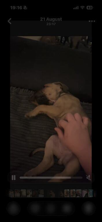 Cane Corso x bull mastiff For sale